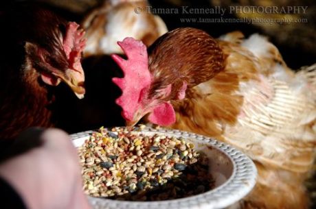 WillowandBoudicaWEB-500-332