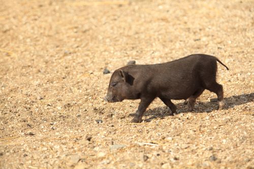 Black piglet