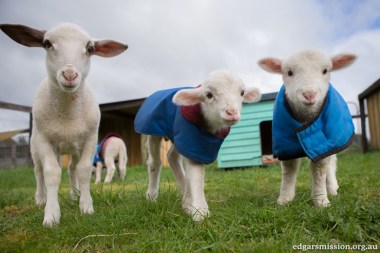 around-the-farm-august-20