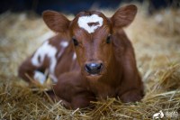 Around-The-Farm-August-61