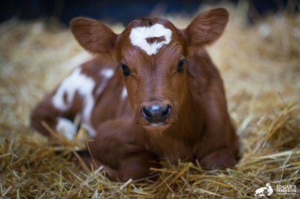 Around-The-Farm-August-61