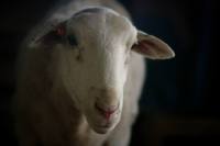 1383556_571159776266593_1626058394_n